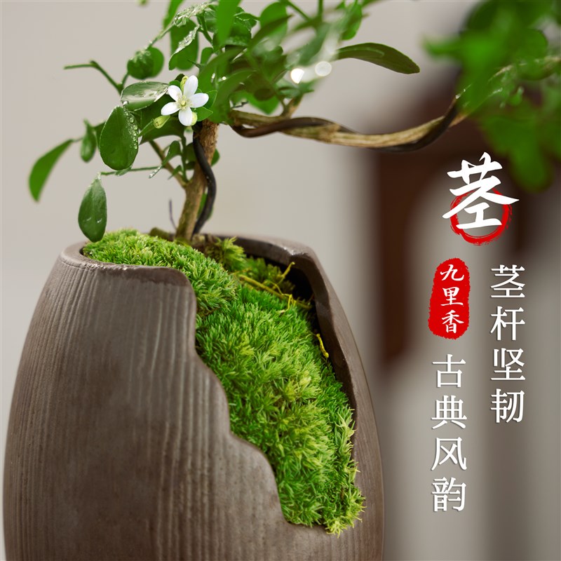 九里香盆栽四季开花小叶老桩禅意盆景室内桌面七里香带花苞绿植物