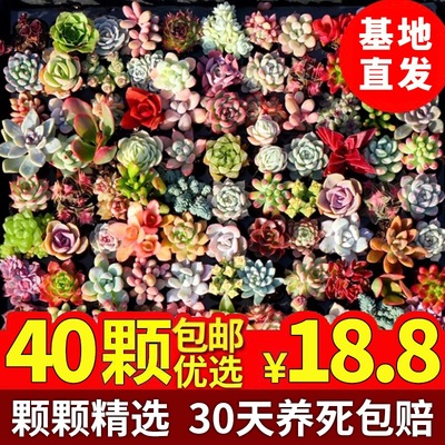 Green Flocking Artificial Succulents Plants Home Garden Deco