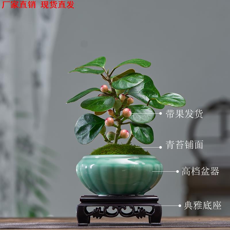 小盼草菩提树盆栽带果植物绿植室内花卉茶台书房办公桌面禅意摆件