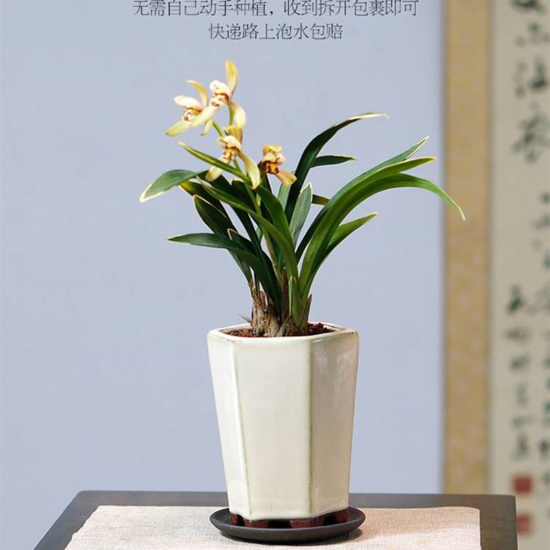 禅月达摩兰花国兰建兰金边室内书房办公室茶室桌盆栽绿植好养植物