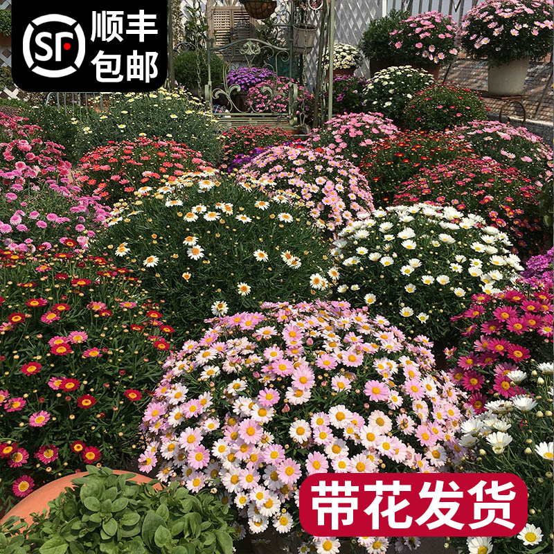 玛格丽特花苗盆栽鲜花绿植物室内花卉阳台庭院四季开花好养活蓝雪