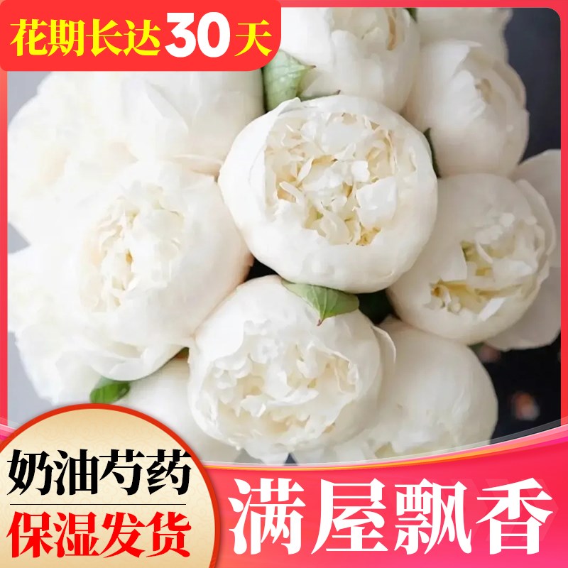 奶油碗芍药鲜花进口落日珊瑚重瓣鲜切花束室内客厅植物插花卉沙拉