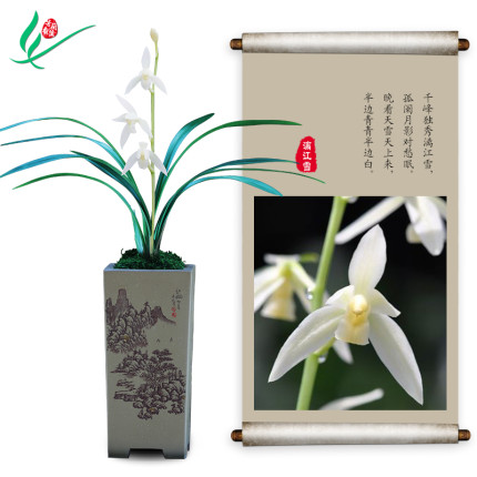 建兰四季兰花漓江雪浓香花卉盆景盆栽土绿植O兰带草植物花苞名贵