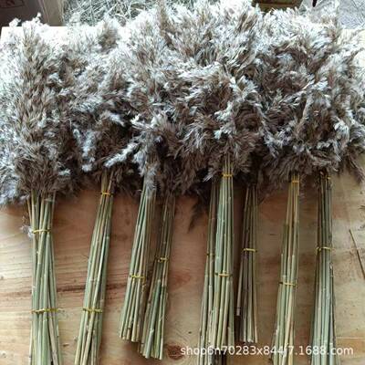 芦柴干花花材亚马逊小爆头蒲苇芦苇花束芦柴拂尘花小芦柴花束