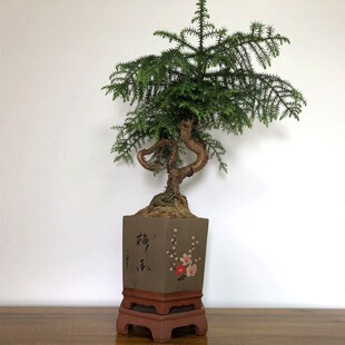 澳洲松盆景树桩h不老松盆栽绿植办公室罗汉松造型松树造型庭院景