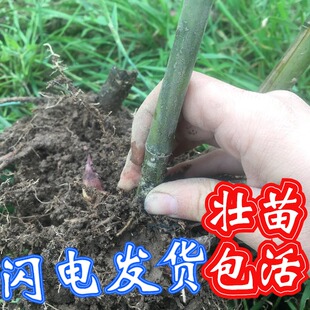 雷竹苗种植食用冬笋斑竹早园竹石竹刚竹桂竹毛Q竹大型楠竹苗子带