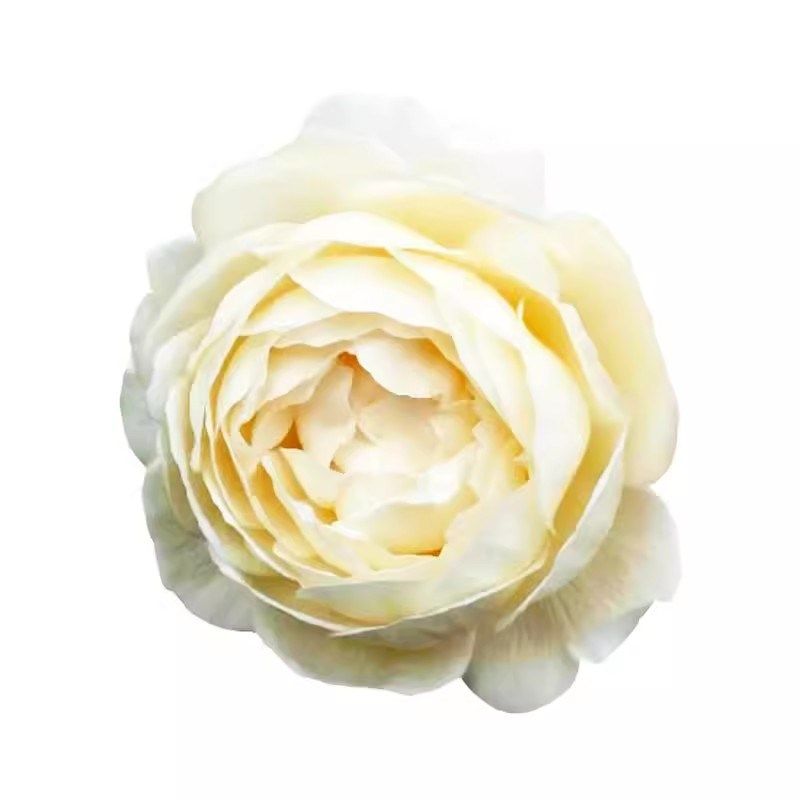 藤本多头白月季花大苗藤冰山阳台庭院四季开浓香T爬藤蔷薇玫瑰月,鲜花速递/花卉仿真/绿植园艺,月季/蔷薇/玫瑰,淘宝优惠券,粉丝福利购,淘宝优惠卷