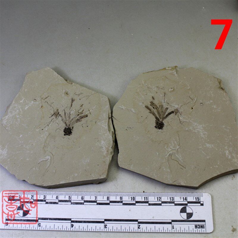 如意斋植物化石狼鳍鱼昆虫天然奇石精品科普研学教具研学精品标本