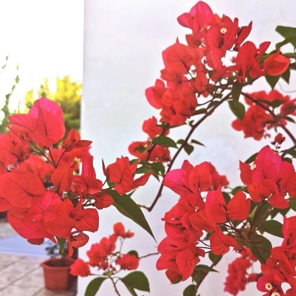 10【同安红】三角梅盆栽室内阳台庭院好养花卉四季开花爬藤好养