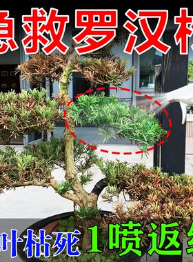 罗汉松专用肥罗汉松叶枯病叶子发黄叶黄松树枯P黄迎客松专用营养
