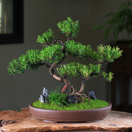 小叶赤楠盆栽丛林造型盆景桌面观叶D绿植老桩植物客厅庭院室内好
