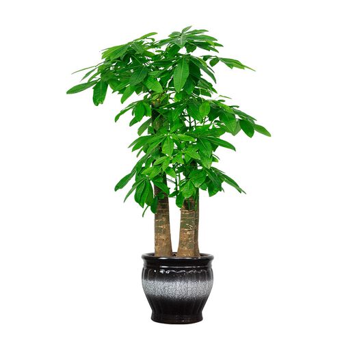 深圳同城发财树盆栽室内植物办公室乔迁客厅易Q活好养大型花卉绿