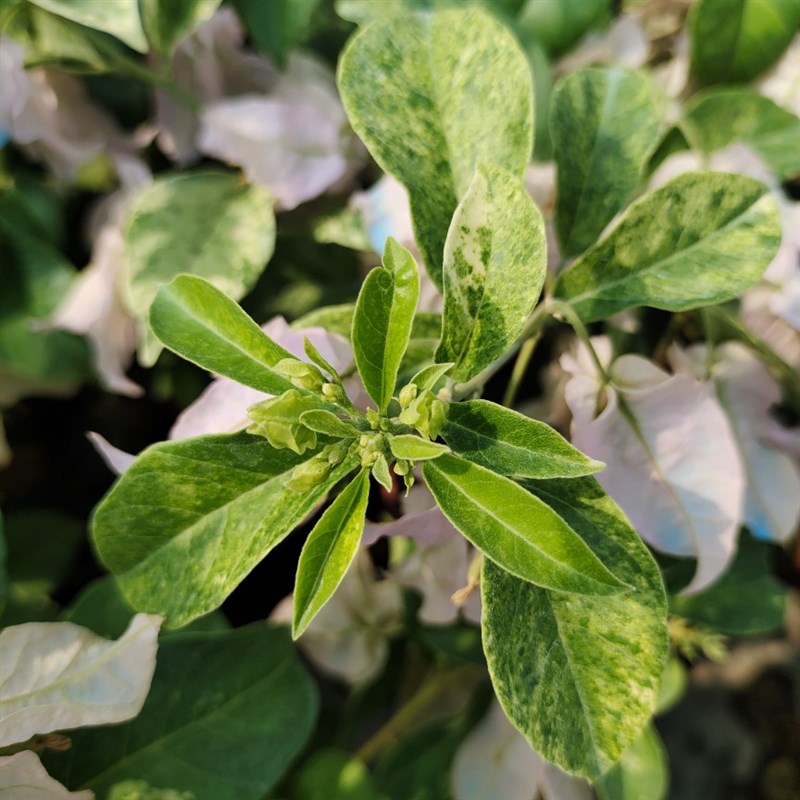 冰斑美人新品三角梅苗扦插u苗鲜花爬藤盆栽植物阳台种植四季开花