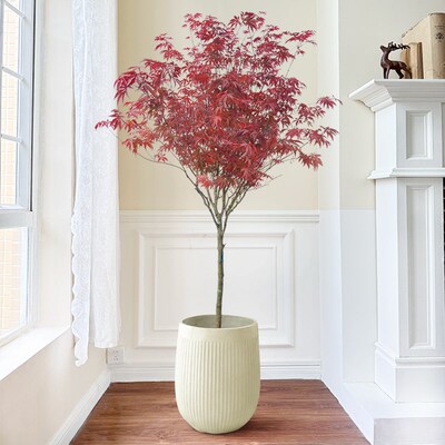 红枫树绿植室内大型落地观叶植物B中国红室外别墅庭院地栽枫树盆