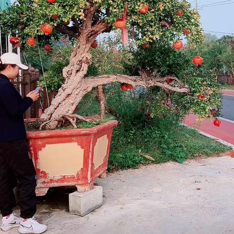 定金精品景观造q型石榴树临水迎客松盆栽树