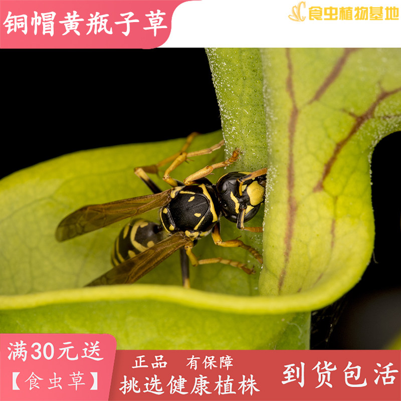 铜帽黄瓶a子草【食虫草食虫植物吃蚊子蜜蜂苍蝇飞蛾强捕蚊草捕虫
