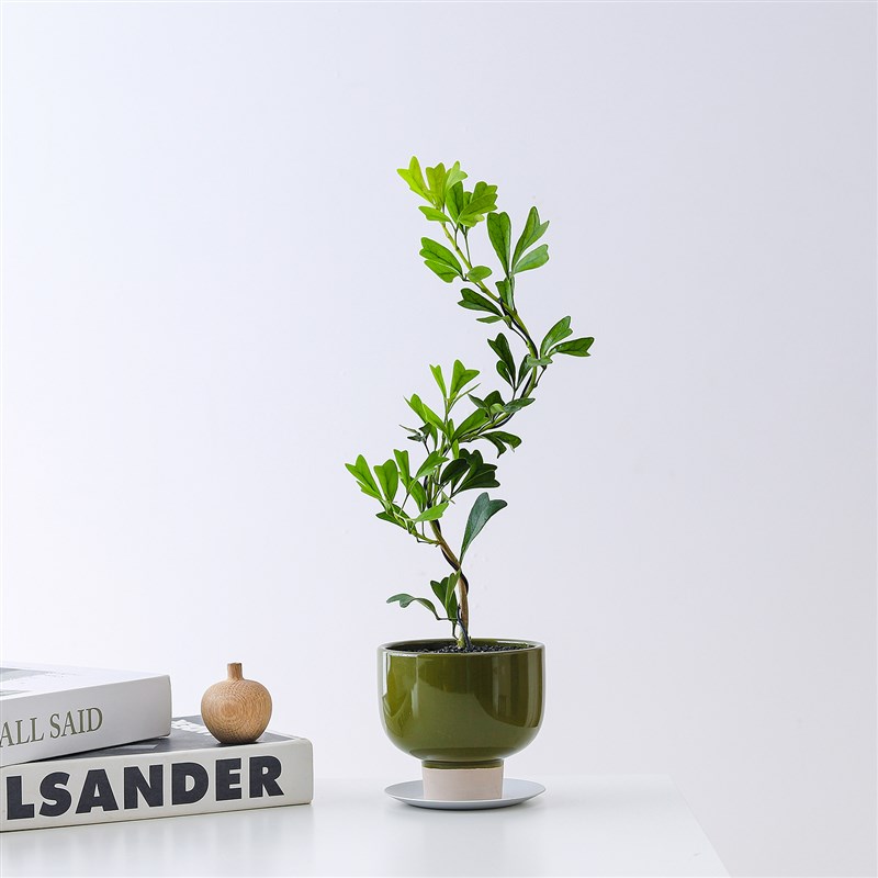 燕尾蝶盆栽办公室内桌面好养工位绿植高级感懒人植物X盆景四季常