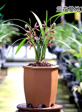 速发喜养里兰花苗高端四季建红半江红色花三大兰荷新手好花勤芽花