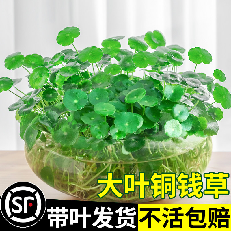 速发带叶铜钱草养水植物办公室内好培花卉绿植盆栽水生水养绿萝金