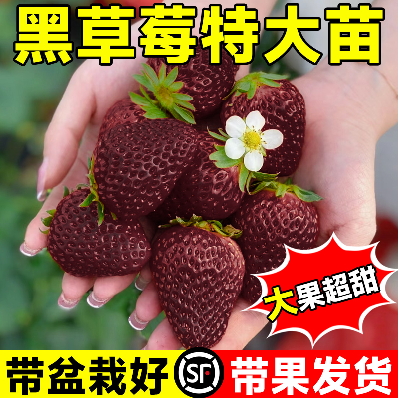 速发室季黑珍珠草莓苗秧盆栽四季结果食用奶油草梅苗冬内台植物绿
