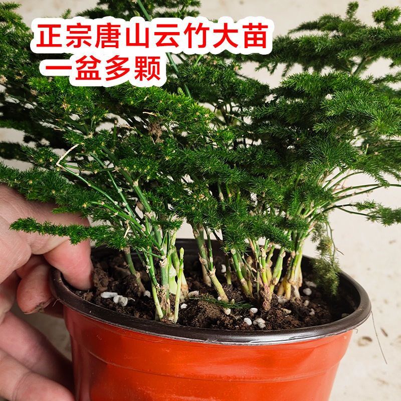 速发唐山矮生云竹矮桌文办盆栽盆景竹公室内外化面微景观净化空气