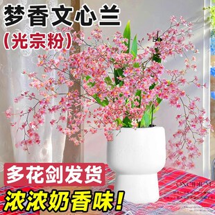 速发兰香文心兰盆栽带花苞蝴蝶兰石斛梦名贵花花苗四季兰卉水培