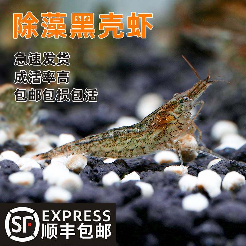 速发黑料虾除藻淡水小草缸造景观赏虾水草虾清洁壳饲工具鱼缸
