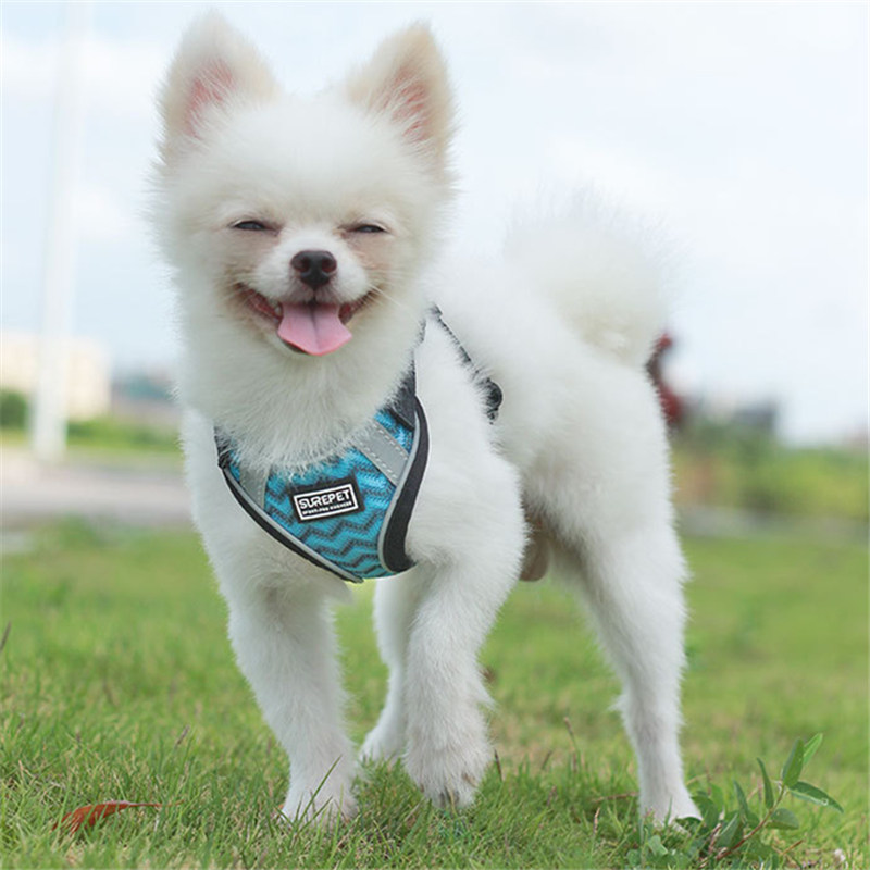 速发胸背带泰迪式熊法斗狗绳小型犬背基遛狗柯心比胸背项圈