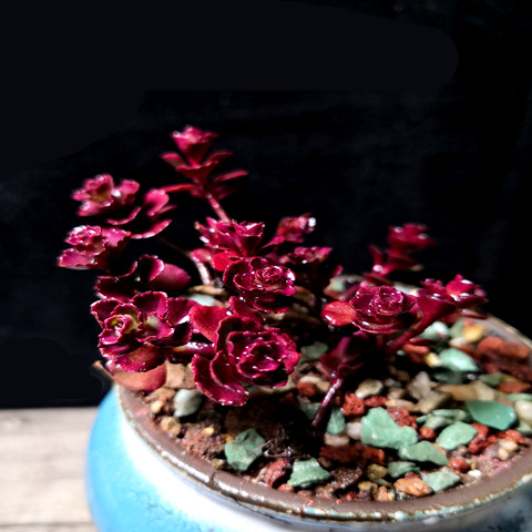速发小肉植物盆栽花多 卉球玫瑰 迷你绿色植物 桌面室内盆景