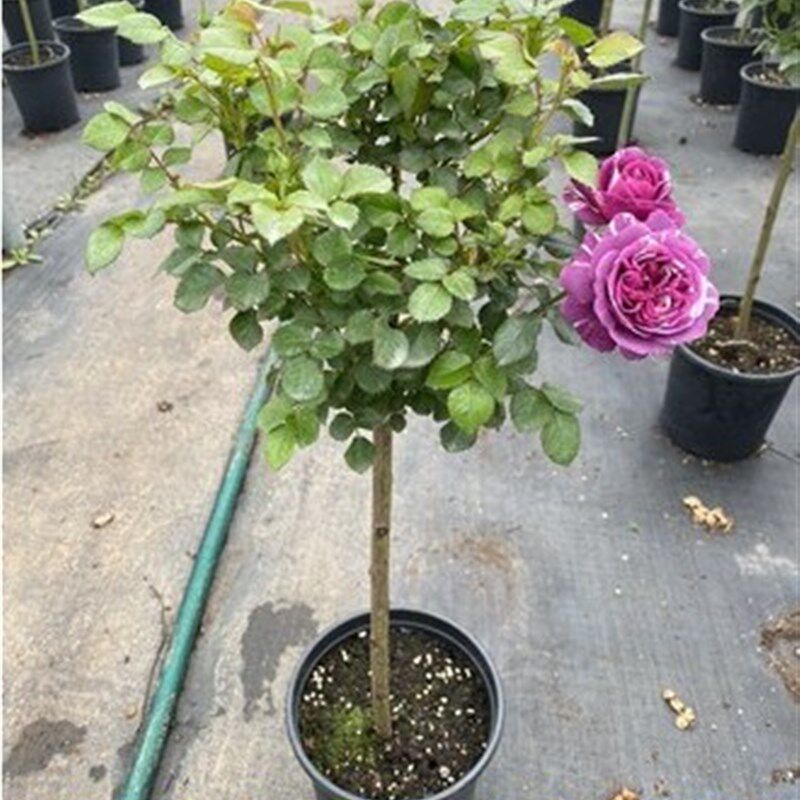 现货树桩月季庭院花n卉阳台树桩嫁接月季花苗花大苗特大花四季开