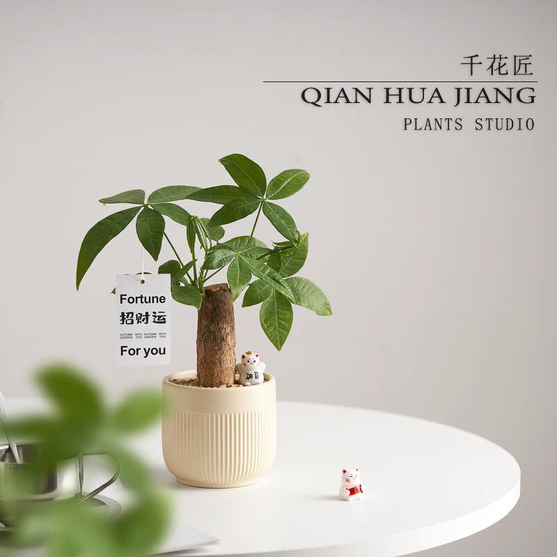 发财树创意客厅办公室内盆栽绿植摆件懒人好养植物花卉趣味桌面