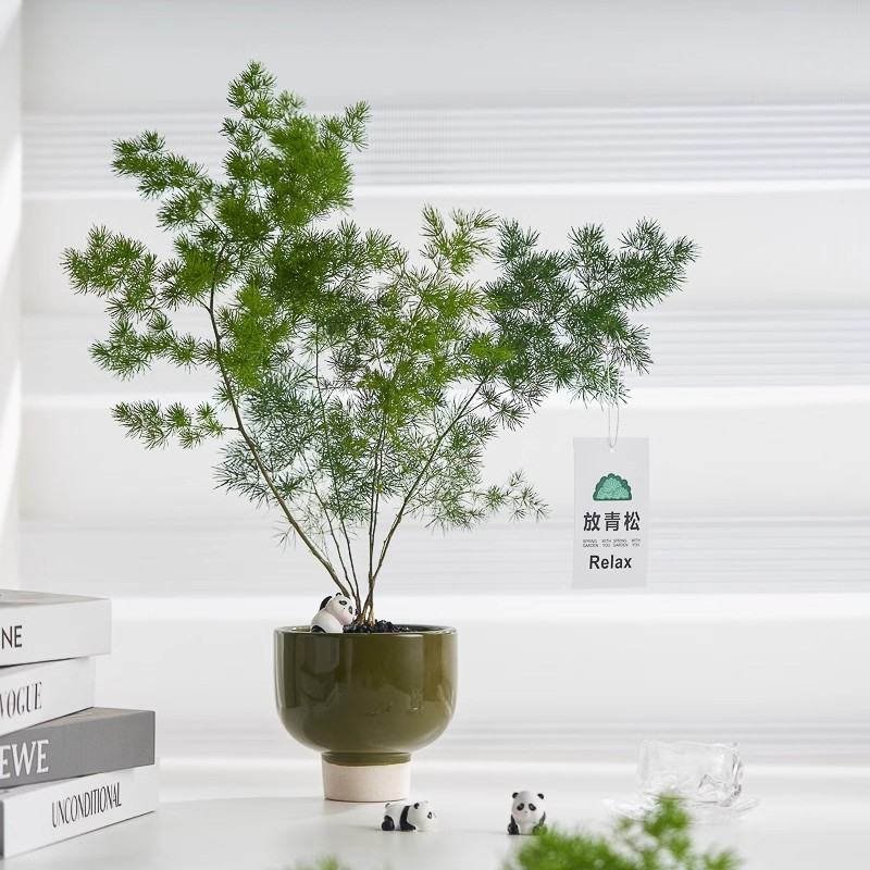 【放青松】蓬莱松盆栽窗台室内桌面绿植花卉耐荫四季常青好养盆景