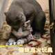 公猫发情玩具公猫咪安抚解闷自慰陪睡宠物伴侣泻火交配假母猫玩偶