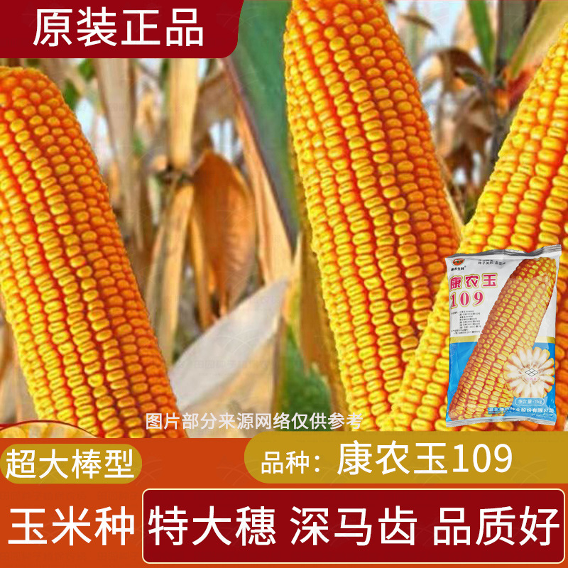 康农玉109玉米种子 抗倒矮杆特大穗高产玉米种子大田白轴玉米种子