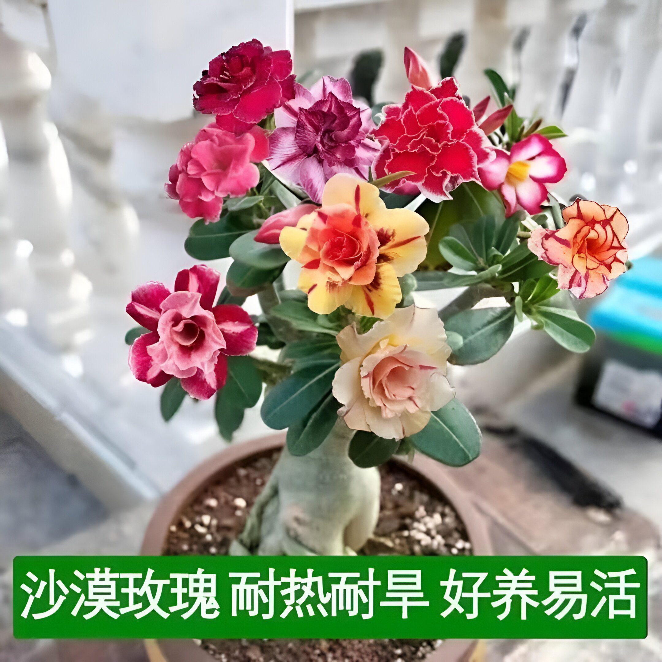 【当年开花】重瓣沙漠玫瑰盆栽四季花开庭院室内外阳台好养