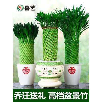 乔迁送礼富贵竹植物水养文昌竹客厅室内四季招财大型绿植花卉盆栽