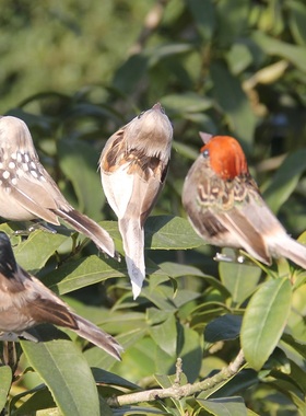 Foam Feather Artificial Birds Vividly Sparrow Garden Emulati