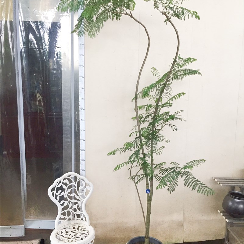 蓝花楹 南花楹 绿植 盆栽  一物一拍