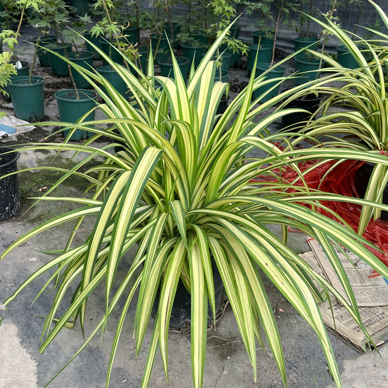 金心露兜盆栽阳台庭院花园花境园林景观观叶植物盆栽地栽观赏绿植