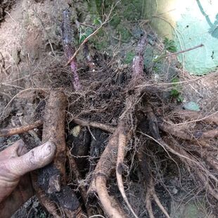 云南大红活麻根新鲜红荨麻草根红禾麻高原红霍麻干根中药材正品