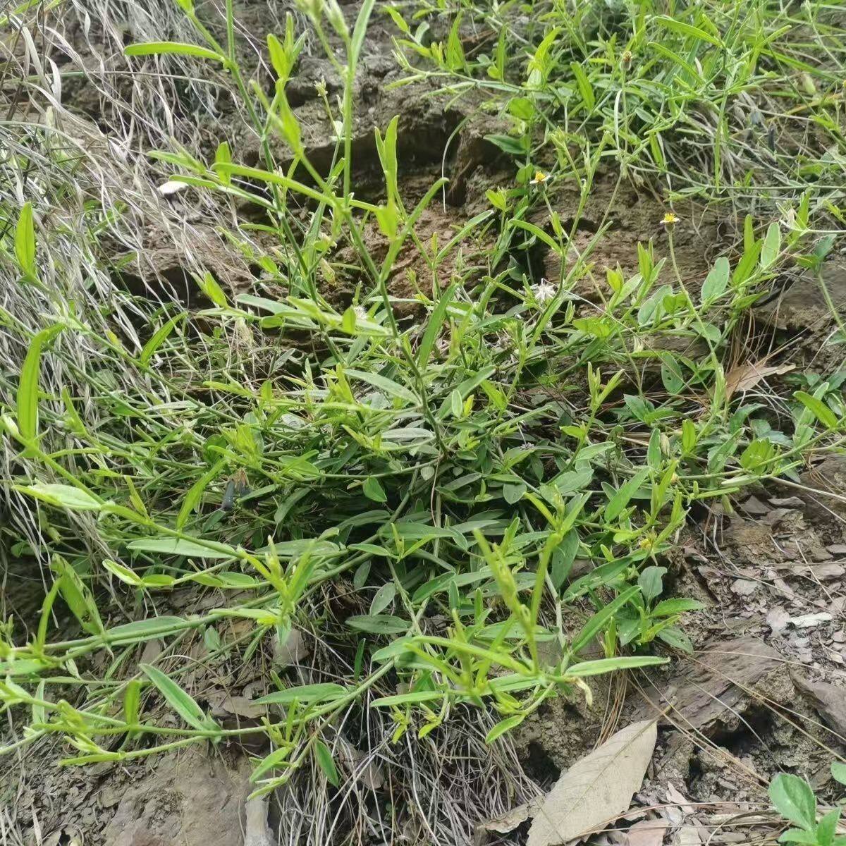 响铃草中药500克响灵草云南马响铃鲜货非种植铃子草耳呜耳响泡水