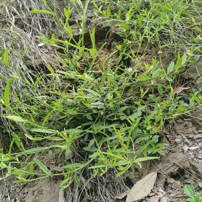 响铃草中药500克响灵草云南马响铃鲜货非种植铃子草耳呜耳响泡水