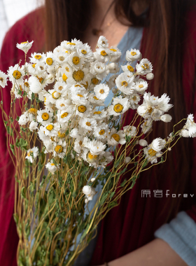 好货天然真花春天野餐拍照装饰鲁丹鸟清纯小雏菊罗丹斯干花送人花