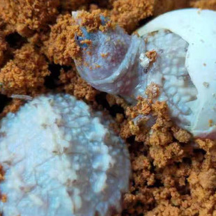 爆刺黄化佛鳄龟苗黄化鳄小鳄黄化拟鳄龟