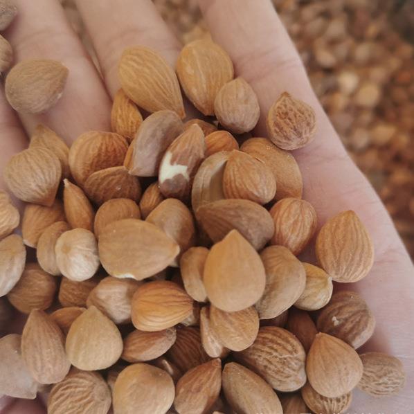 杏仁白杏仁去皮南杏仁脱苦原味北杏仁甜杏仁散装500克可磨杏仁粉