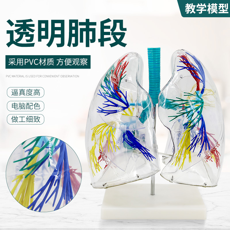 肺模型透明肺段解剖模型左右两肺支气管树结构造呼吸系统教学模型