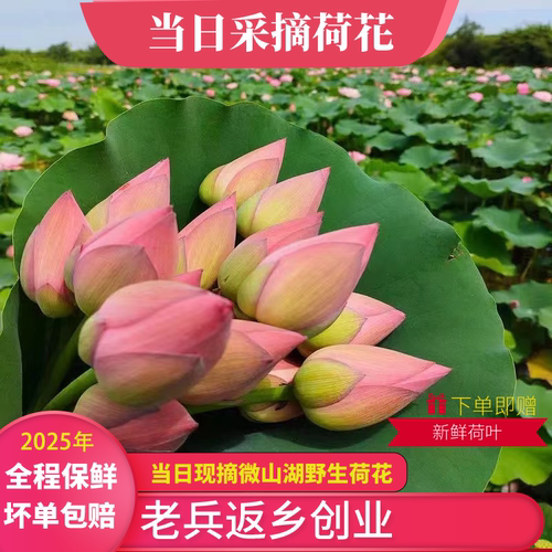 微山湖新鲜荷花莲花花苞鲜花野生