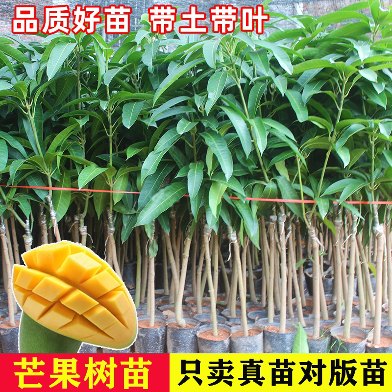 嫁接芒果树苗当年结果盆栽