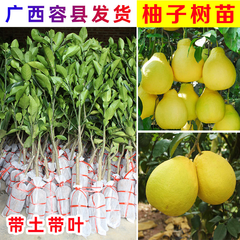 广西沙田柚正宗白心红心蜜柚图片