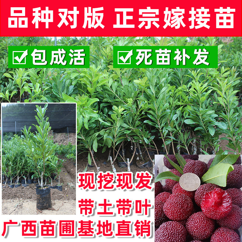 正宗嫁接杨梅树苗乌梅苗黑炭东魁杨梅果树苗地栽盆栽南北方种植